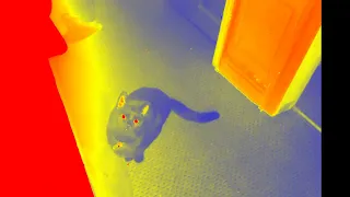 Thermal Camera Investigation at my house.