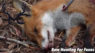 Bow Hunting For Foxes