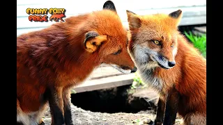 Friendly Relationship Between Two Foxes