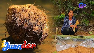 Nakakalasong root crop na ‘nami’, alternatibo raw sa kanin?! | I Juander