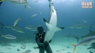 Hypnotizing Wild Sharks! (Tonic Immobility)