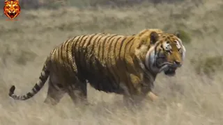 One of the muscular Tigers of the tiger canyon