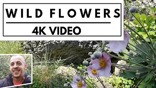 Wild Flowers 4K Video