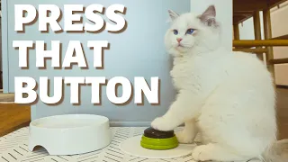 How to Train Cats to Press Buttons | A 4 step Tutorial to Get Your Cat to Press a Button