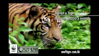 Tiger Adoption