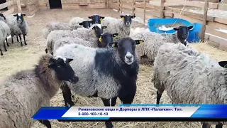 Содержание Романовских овец