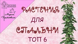 Растения для спальни// 6 вариантов