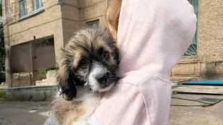 The mother dog cried when the sad ending came to her puppies, happiness was so far