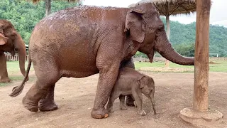 The beginning a new life of baby elephant Wan Mai and her mother Mae Mai - ElephantNews