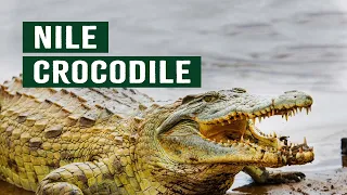 Diving With Africa's Most Feared River Predator | Crocodile Documentary | Apex Predators