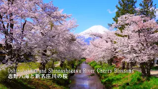 [The most beautiful village in Japan] Sakura in full bloom at Oshinohakkai were the best!