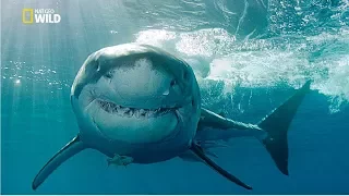 Gold Coast Shark Attacks [National Geographic Documentary HD 2017]