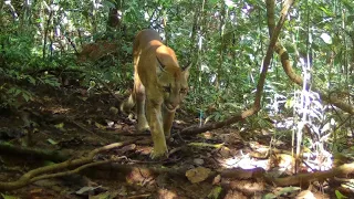 MEU DEUS, FILMEI UMA ONÇA PARDA NA TRILHA, AGORA TEMOS 3 ONÇAS RONDANDO A FAZENDA ATRAS DO GADO