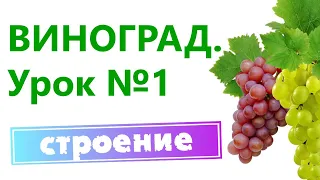 Виноград.  Строение куста  и уход в первые годы.