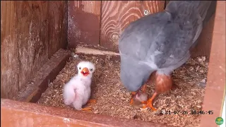 Red-footed falcons #2 (Polgár, Hungary) # 2 - Kobczyki zwyczajne - Tata , potem mama karmią maluszka