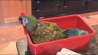 Buckle, A Baby Shamrock Macaw Learns To Fly Free