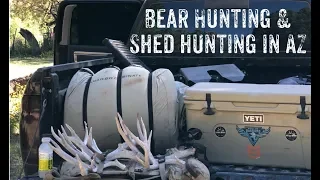 Bear Hunting and Shed Hunting in AZ