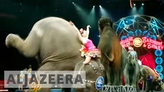 Circus retires elephants: animal tricks 'no longer wanted'