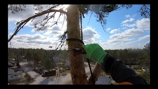 Old School Tree Top Rigging - Buckin' Billy Ray Smith approved? 😅