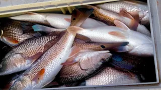 Non stop Redfish action! 11 man limit in the marsh. (Commercial fishing)