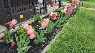 Last Tour of Tulips 🌷 in the Front Yard.
