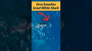 Orca Smashes Great White Shark 😱 #shorts