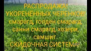 🌳РАСПРОДАЖА УКОРЕНЁННЫХ ЧЕРЕНКОВ ДЕКОРАТИВНЫХ РАСТЕНИЙ! СМАРАГД, ГОЛДЕН СМАРАГД, САННИ СМАРАГД...🌳