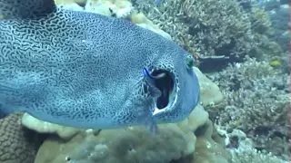 Cleaning station cleaner wrasse
