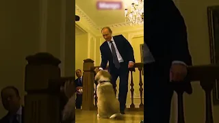 Putin Got a Puppy From Turkmenistan For his birthday 🐶