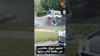 حيوان مفترس يهاجم فتاة صغيرة أمام منزلها. شاهد الفيديو لتعرف كيف تم إنقاذها