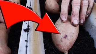 Grow Grocery Store Sweet Potatoes with this One Weird Trick