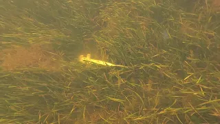 Dead Shark - Red Tide, New Port Richey Florida