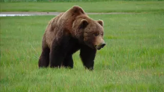 Katmai, BIG Brown Bear Approaching !! Close enough !!