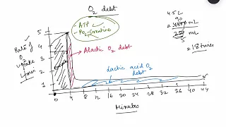 Exercise physiology - Part 1,  oxygen debt, muscle metabolism | MBBS 1st year