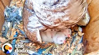 Watch These Baby Owls Hatch and Learn to Fly | The Dodo