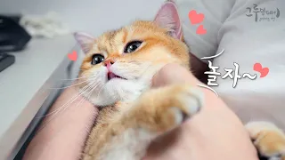 The cute cat keeps crying like a baby