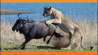 Lions Hunt Pregnant Wildebeest and Pull the Baby Out!