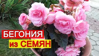 БЕГОНИЯ из СЕМЯН. Как посадить семена КЛУБНЕВОЙ БЕГОНИИ? Почему семена БЕГОНИИ не всходят?