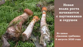 Новая волна роста началась с паутинников и серушек. Дневник грибника 8 августа 2020 года.