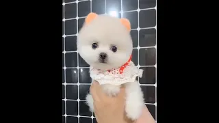 Cute Puppies So Funny Videos 2022  Enjoy Your Time
