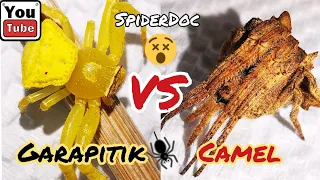 Subscribers Request: GARAPITIK vs CAMEL Spider. Gagambang Anti-Garapitik. Spider Fight.