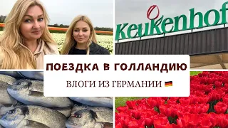 Поездка в Голландию / Рыбный рынок / Лучший парк мира  тюльпанов ,, Keukenhof ,,