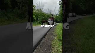 Hungry Elephants: Adapting to Steal Food from Cars