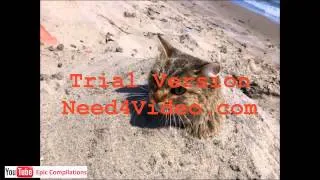 Epic Funny Cats   Cute Cats Compilation   60 minutes!! HDHQ   40