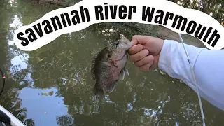 Fishing on the Savannah River for Warmouth and Largemouth Bass