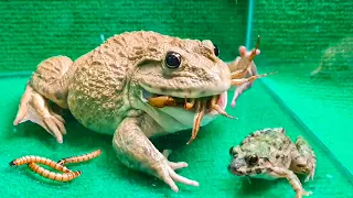 Asian Bullfrog Eating Big Crab Frog! Warning Live Feeding