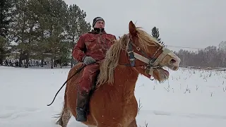 обучение жеребца Ричарда верховой езде  день второй!!!