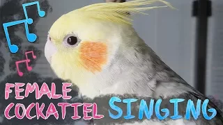 My female cockatiel singing again