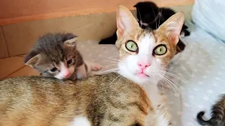 The rescued mother cat with amazing green eyes takes good care of her newborn kittens