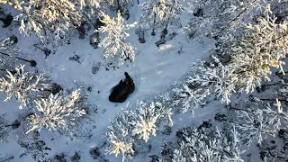My drone discovered a MOOSE!! #moose #mooseshorts #sweden #dronephotography
